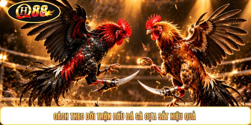 Cách theo dõi trận đấu đá gà cựa sắt hiệu quả 