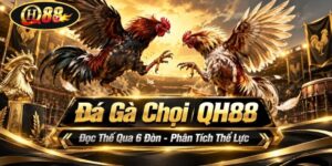 Đá Gà Chọi QH88 | Đọc Thế Qua 6 Đòn - Phân Tích Thể Lực