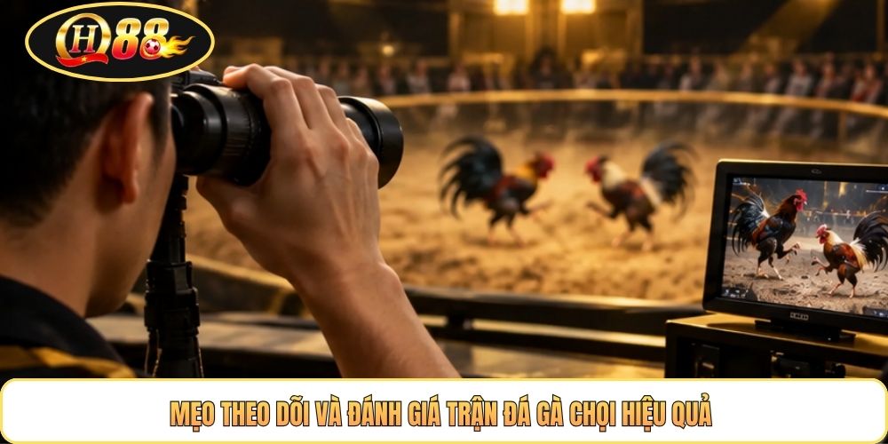 Mẹo theo dõi và đánh giá trận đá gà chọi hiệu quả 